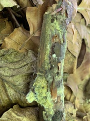 Fuligo septica