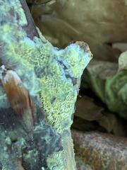Fuligo septica