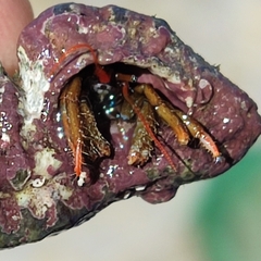 Clibanarius erythropus