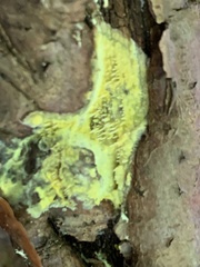 Fuligo septica