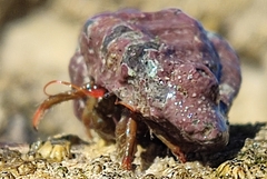 Clibanarius erythropus