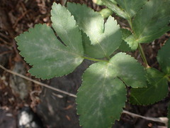 Erysiphe heraclei