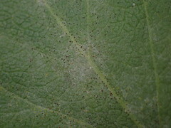 Erysiphe heraclei