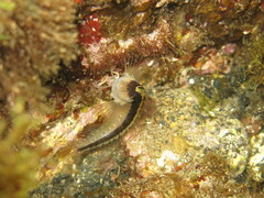 Parablennius rouxi