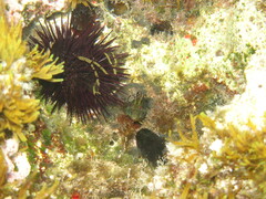 Parablennius incognitus