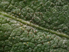 Erysiphe heraclei