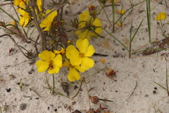 Hibbertia virgata