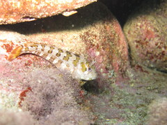 Parablennius gattorugine