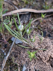 Siloxerus multiflorus