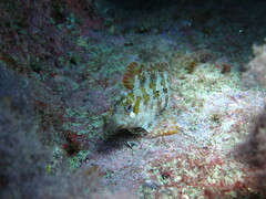 Parablennius gattorugine