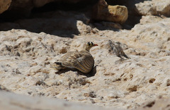 Pterocles lichtensteinii arabicus