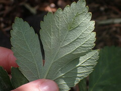 Erysiphe heraclei
