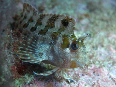 Parablennius gattorugine