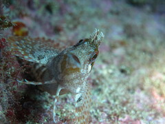 Parablennius gattorugine