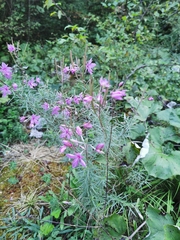 Chamaenerion dodonaei