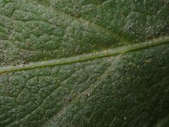 Erysiphe heraclei