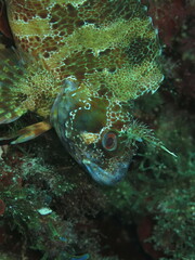 Parablennius gattorugine