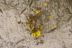 Hibbertia virgata