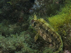 Parablennius gattorugine