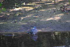 Columba palumbus
