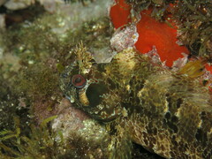 Parablennius gattorugine