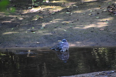 Columba palumbus