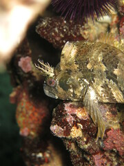 Parablennius gattorugine