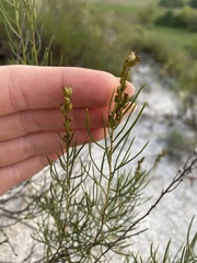 Artemisia salsoloides
