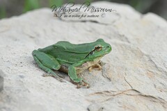 Hyla meridionalis