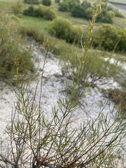 Artemisia salsoloides