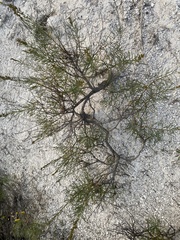 Artemisia salsoloides