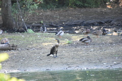 Phalacrocorax carbo