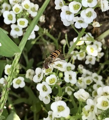 Episyrphus balteatus