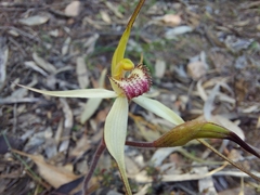 Caladenia flindersica
