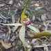 Caladenia flindersica - Photo (c) Adrian Uren, μερικά δικαιώματα διατηρούνται (CC BY-NC), uploaded by Adrian Uren