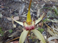 Caladenia flindersica