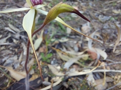 Caladenia flindersica