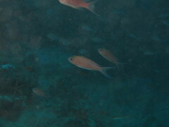Anthias anthias