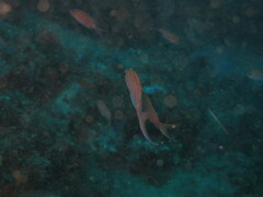 Anthias anthias