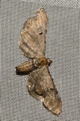Eupithecia absinthiata