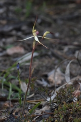 Caladenia flindersica