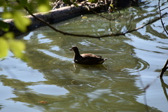 Gallinula chloropus