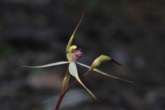 Caladenia flindersica