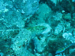 Epinephelus marginatus