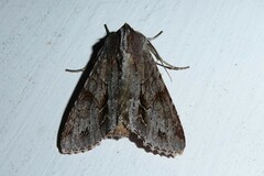 Ichneutica ustistriga
