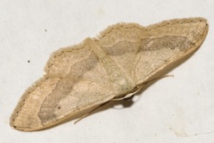 Idaea aversata