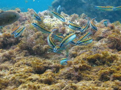Thalassoma pavo