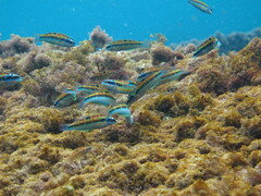 Thalassoma pavo
