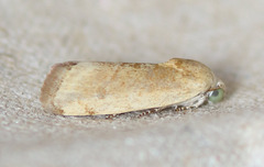 Ponometia hutsoni