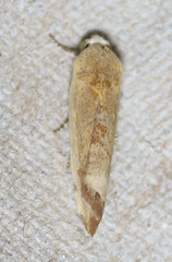 Ponometia hutsoni